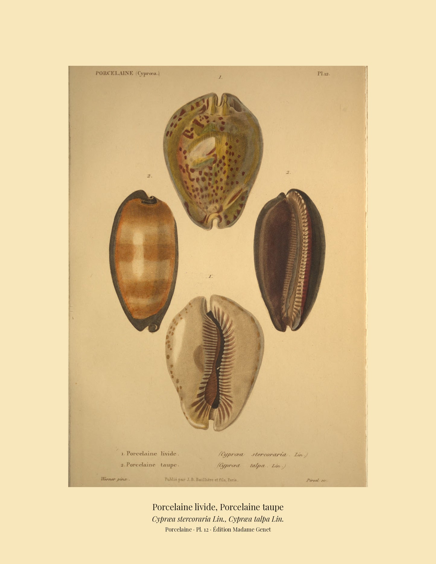 Cypræa stercoraria and Cypræa talpa — Porcelaine livide and Porcelaine taupe, hand-engraved plate 12 from Kiener, Coquilles vivantes, Paris.