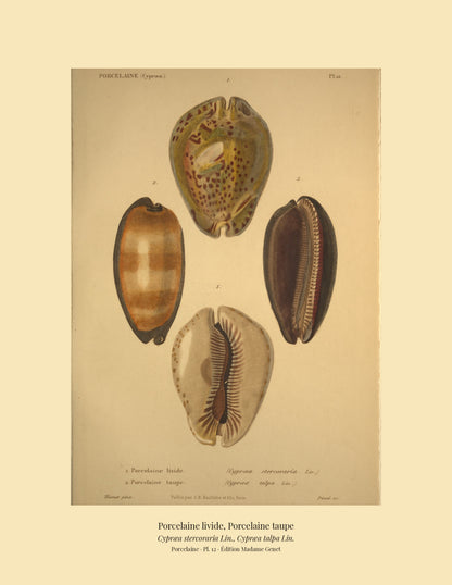 Cypræa stercoraria and Cypræa talpa — Porcelaine livide and Porcelaine taupe, hand-engraved plate 12 from Kiener, Coquilles vivantes, Paris.