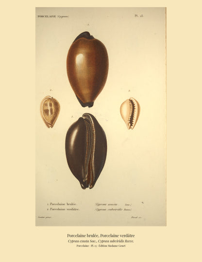 Cypræa exusta and Cypræa subviridis — Porcelaine brulée and Porcelaine verdâtre, hand-engraved plate 13 from Kiener, Coquilles vivantes, Paris.