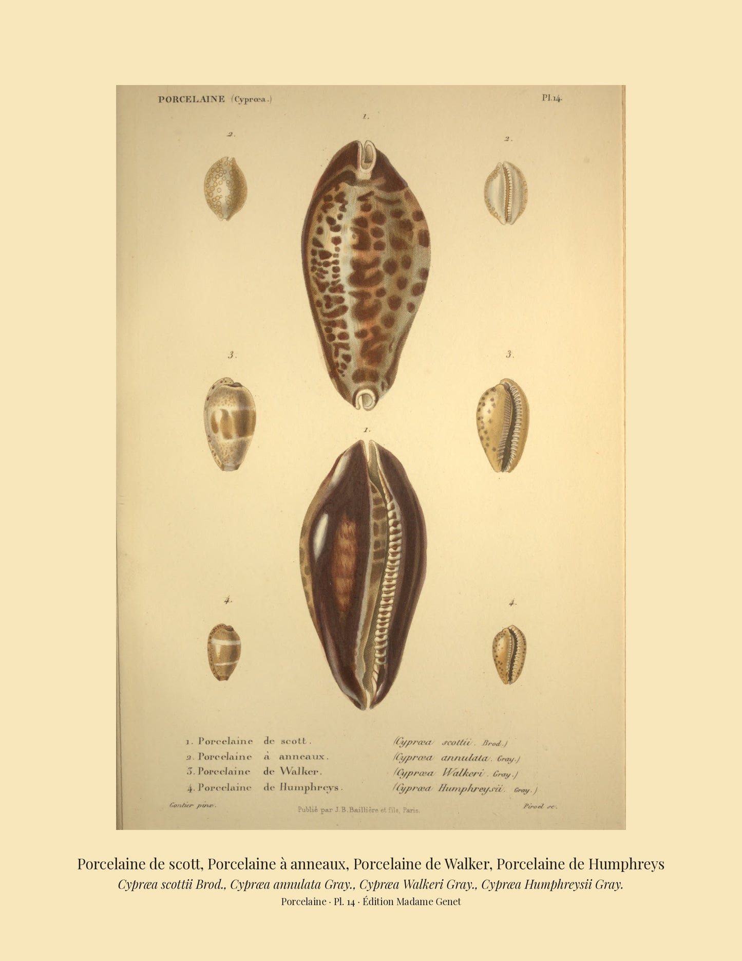 Cypræa scottii, Cypræa annulata, Cypræa Walkeri and Cypræa Humphreysii — Porcelaine de scott, Porcelaine à anneaux, Porcelaine de Walker and Porcelaine de Humphreys, hand-engraved plate 14 from Kiener, Coquilles vivantes, Paris.