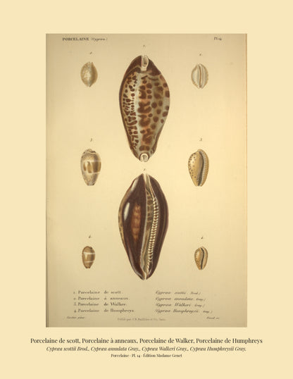 Cypræa scottii, Cypræa annulata, Cypræa Walkeri and Cypræa Humphreysii — Porcelaine de scott, Porcelaine à anneaux, Porcelaine de Walker and Porcelaine de Humphreys, hand-engraved plate 14 from Kiener, Coquilles vivantes, Paris.