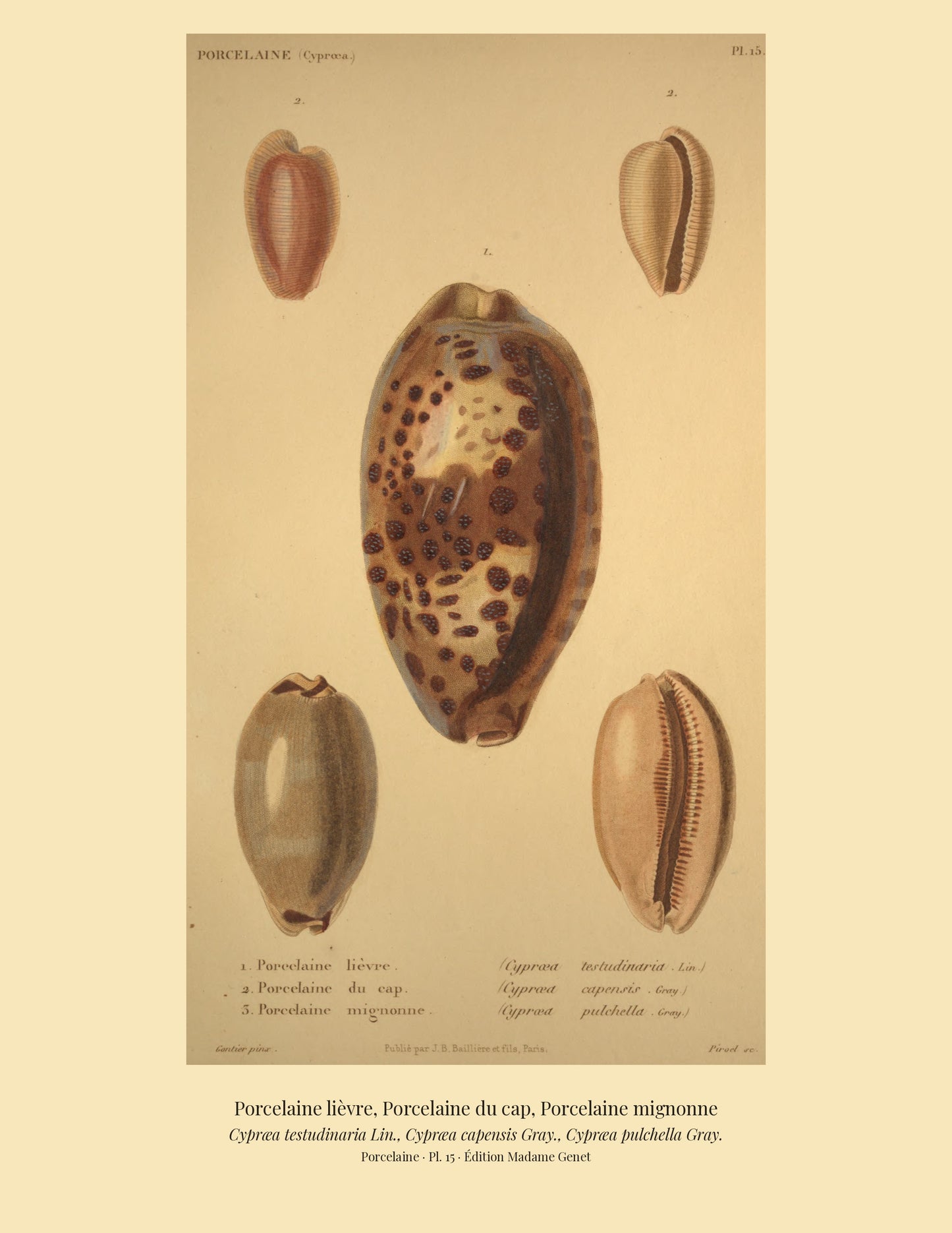 Cypræa testudinaria, Cypræa capensis and Cypræa pulchella — Porcelaine lièvre, Porcelaine du cap and Porcelaine mignonne, hand-engraved plate 15 from Kiener, Coquilles vivantes, Paris.