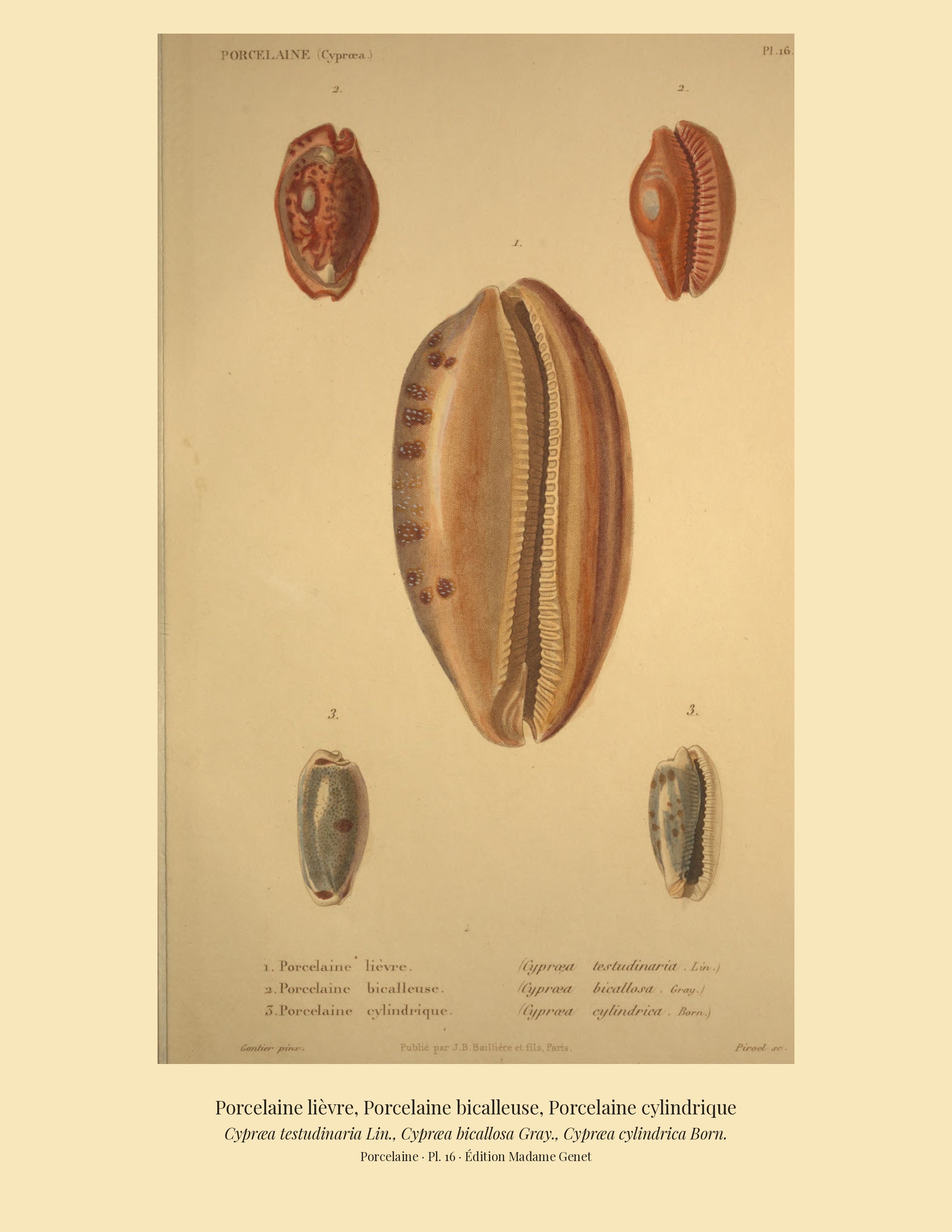 Cypræa testudinaria, Cypræa bicallosa and Cypræa cylindrica — Porcelaine lièvre, Porcelaine bicalleuse and Porcelaine cylindrique, hand-engraved plate 16 from Kiener, Coquilles vivantes, Paris.