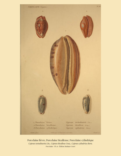 Cypræa testudinaria, Cypræa bicallosa and Cypræa cylindrica — Porcelaine lièvre, Porcelaine bicalleuse and Porcelaine cylindrique, hand-engraved plate 16 from Kiener, Coquilles vivantes, Paris.