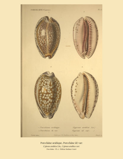 Cypræa arabica and Cypræa arabica var: — Porcelaine arabique and Porcelaine id: var:, hand-engraved plate 17 from Kiener, Coquilles vivantes, Paris.