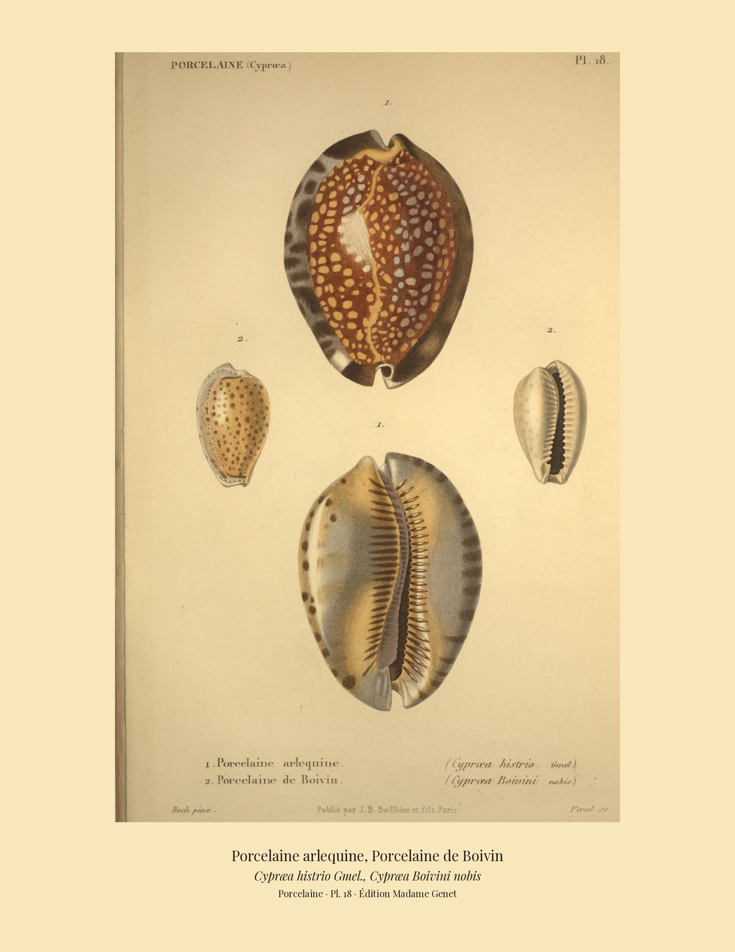 Cypræa histrio and Cypræa Boivini — Porcelaine arlequine and Porcelaine de Boivin, hand-engraved plate 18 from Kiener, Coquilles vivantes, Paris.