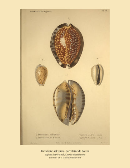 Cypræa histrio and Cypræa Boivini — Porcelaine arlequine and Porcelaine de Boivin, hand-engraved plate 18 from Kiener, Coquilles vivantes, Paris.