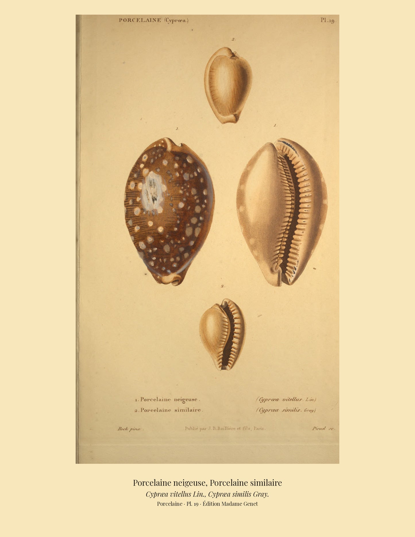 Cypræa vitellus and Cypræa similis — Porcelaine neigeuse and Porcelaine similaire, hand-engraved plate 19 from Kiener, Coquilles vivantes, Paris.