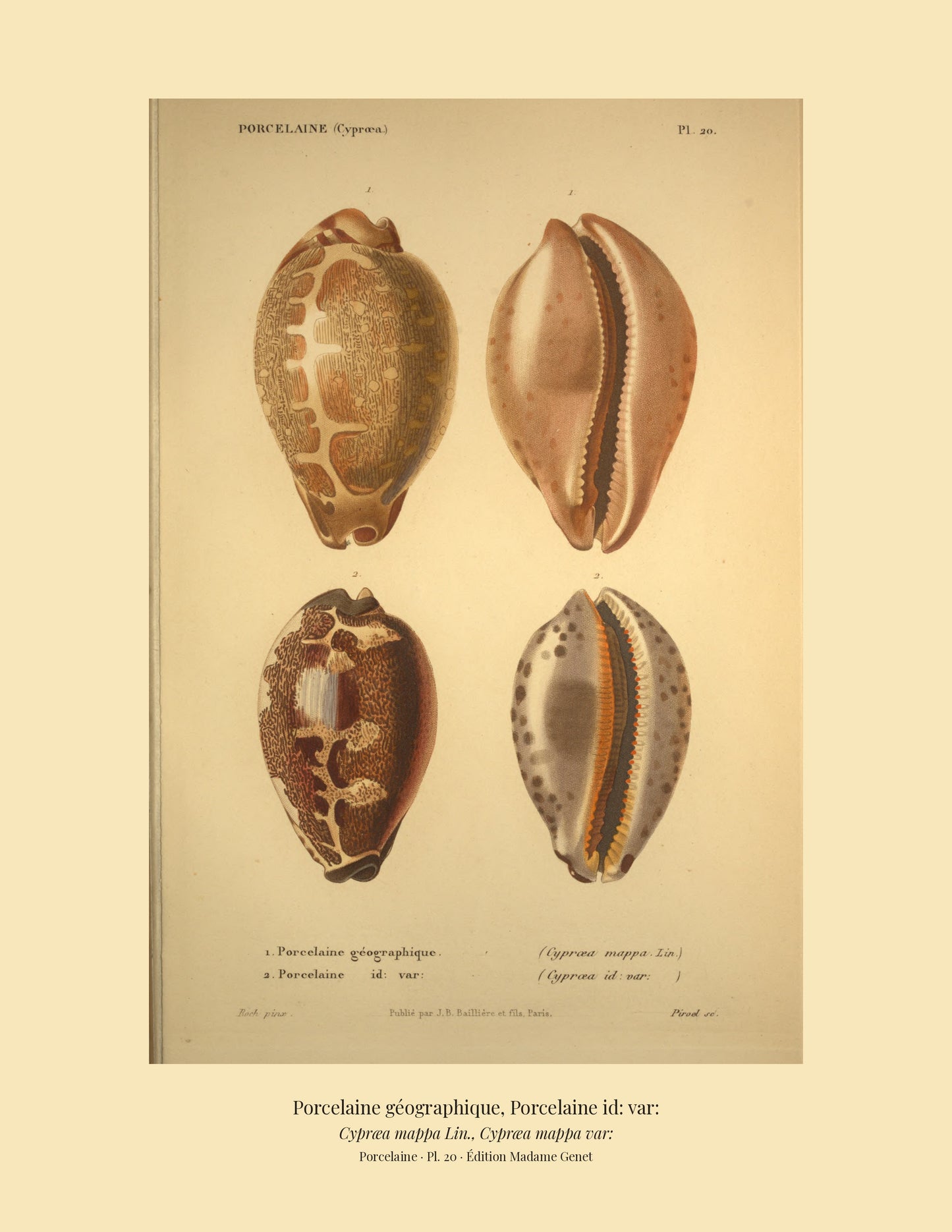 Cypræa mappa and Cypræa mappa var: — Porcelaine géographique and Porcelaine id: var:, hand-engraved plate 20 from Kiener, Coquilles vivantes, Paris.