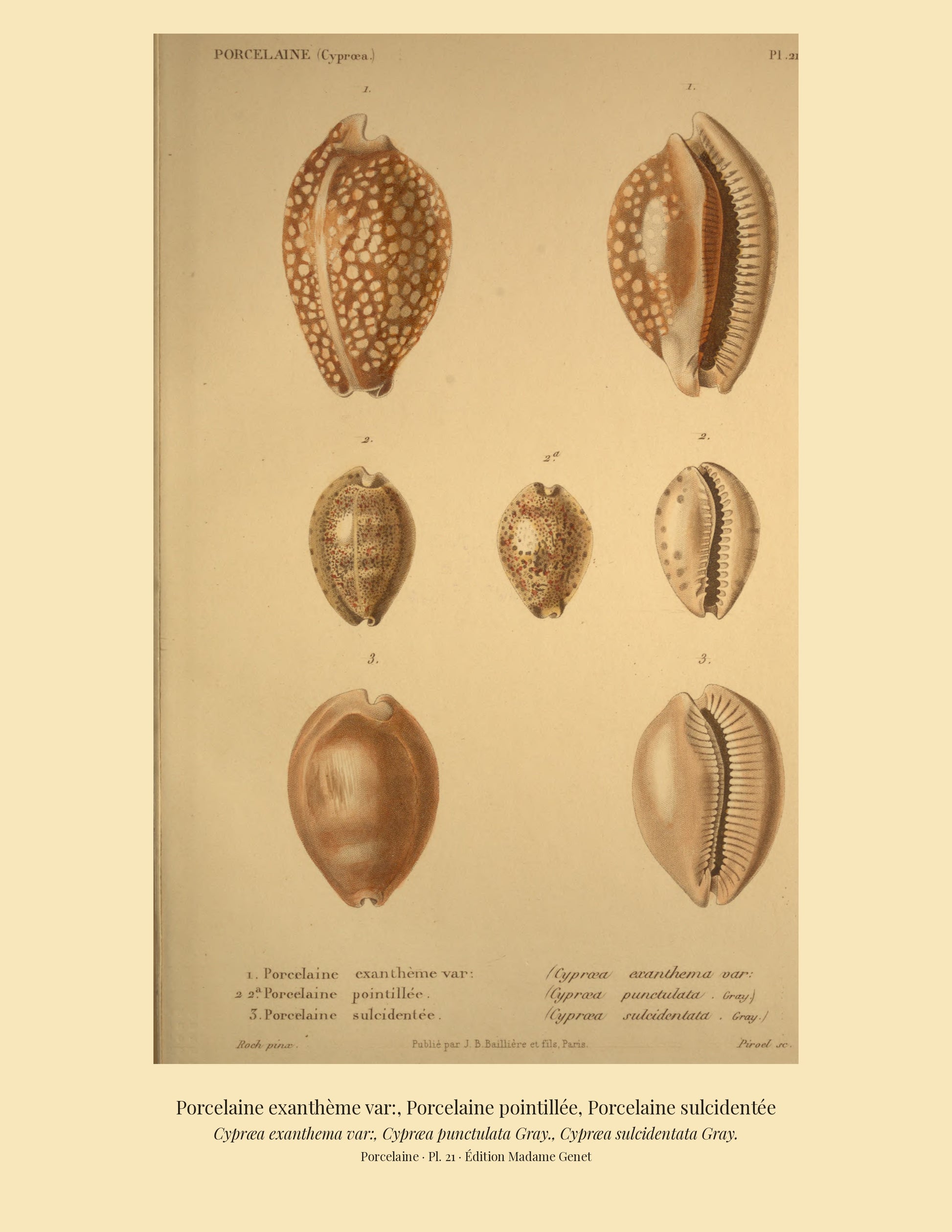 Cypræa exanthema var:, Cypræa punctulata and Cypræa sulcidentata — Porcelaine exanthème var:, Porcelaine pointillée and Porcelaine sulcidentée, hand-engraved plate 21 from Kiener, Coquilles vivantes, Paris.