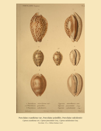 Cypræa exanthema var:, Cypræa punctulata and Cypræa sulcidentata — Porcelaine exanthème var:, Porcelaine pointillée and Porcelaine sulcidentée, hand-engraved plate 21 from Kiener, Coquilles vivantes, Paris.
