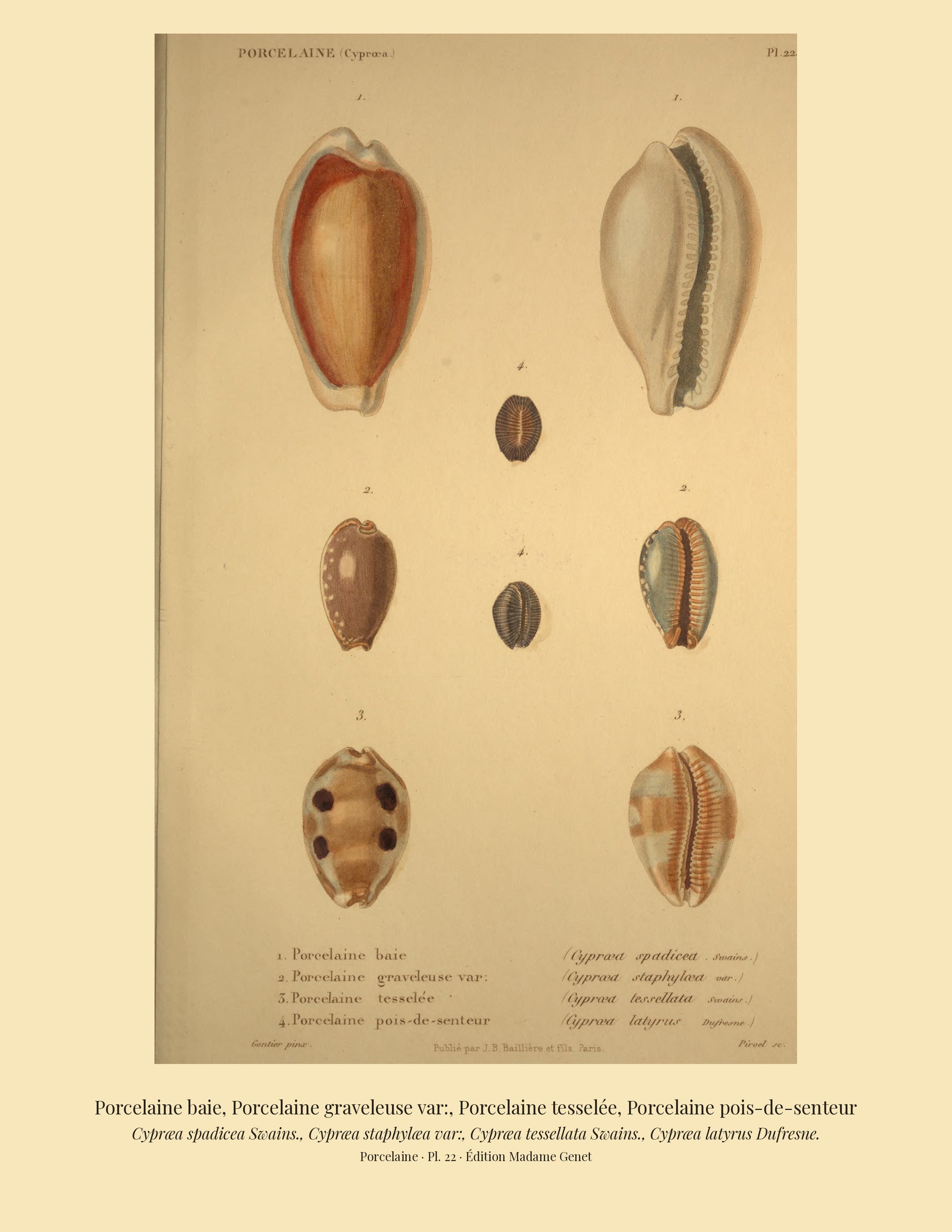 Cypræa spadicea, Cypræa staphylæa var:, Cypræa tessellata and Cypræa latyrus — Porcelaine baie, Porcelaine graveleuse var:, Porcelaine tesselée and Porcelaine pois-de-senteur, hand-engraved plate 22 from Kiener, Coquilles vivantes, Paris.