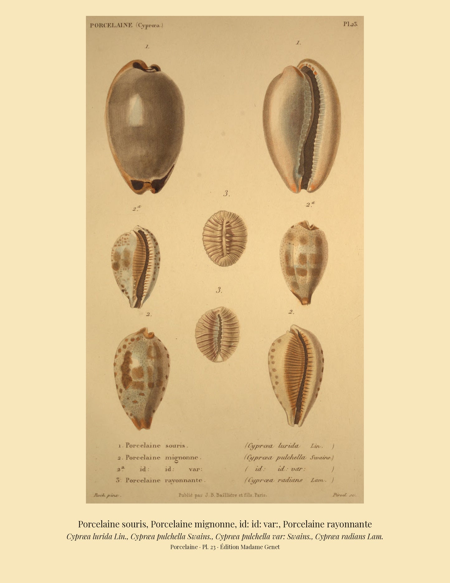 Cypræa lurida, Cypræa pulchella, Cypræa pulchella var: and Cypræa radians — Porcelaine souris, Porcelaine mignonne, id: id: var: and Porcelaine rayonnante, hand-engraved plate 23 from Kiener, Coquilles vivantes, Paris.