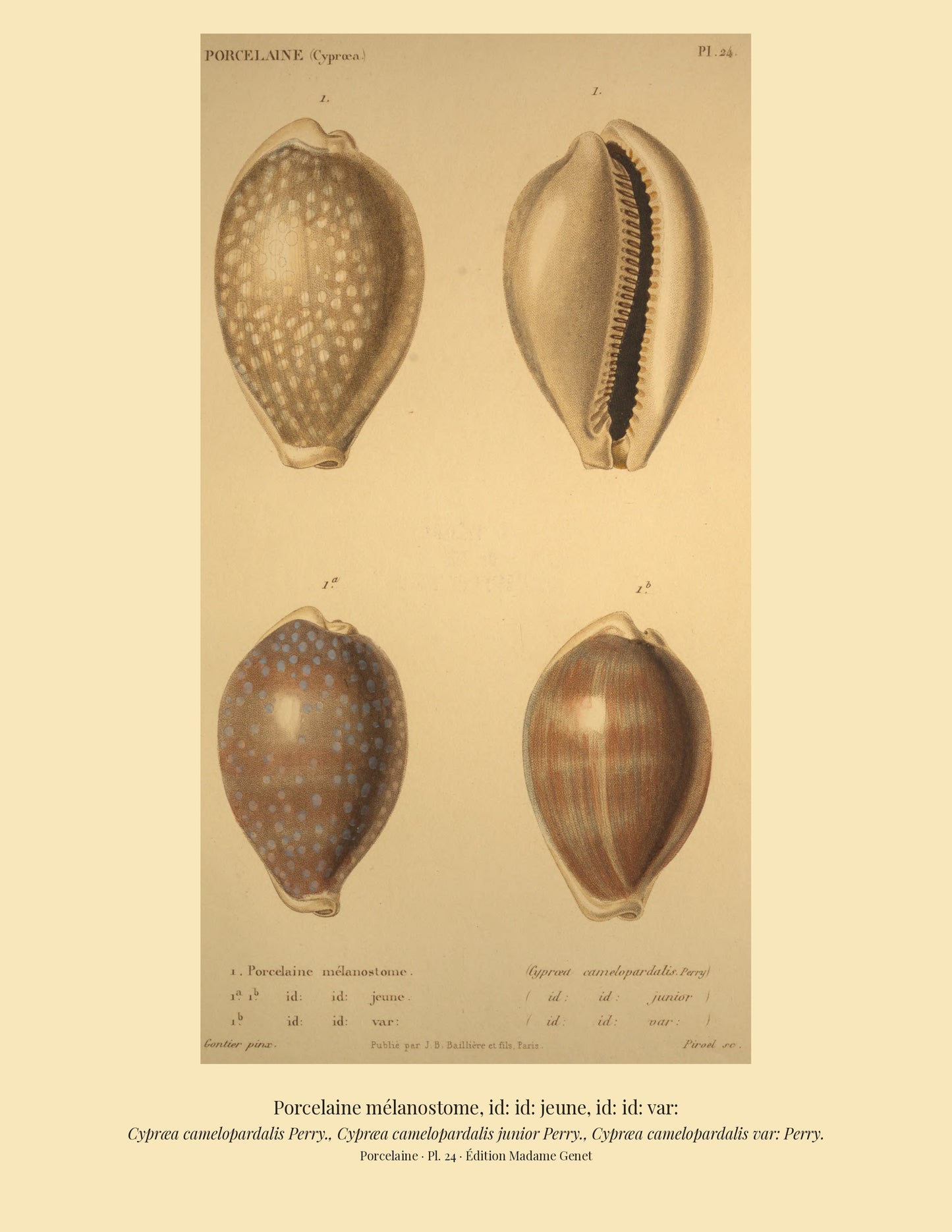 Cypræa camelopardalis, Cypræa camelopardalis junior and Cypræa camelopardalis var: — Porcelaine mélanostome, id: id: jeune and id: id: var:, hand-engraved plate 24 from Kiener, Coquilles vivantes, Paris.