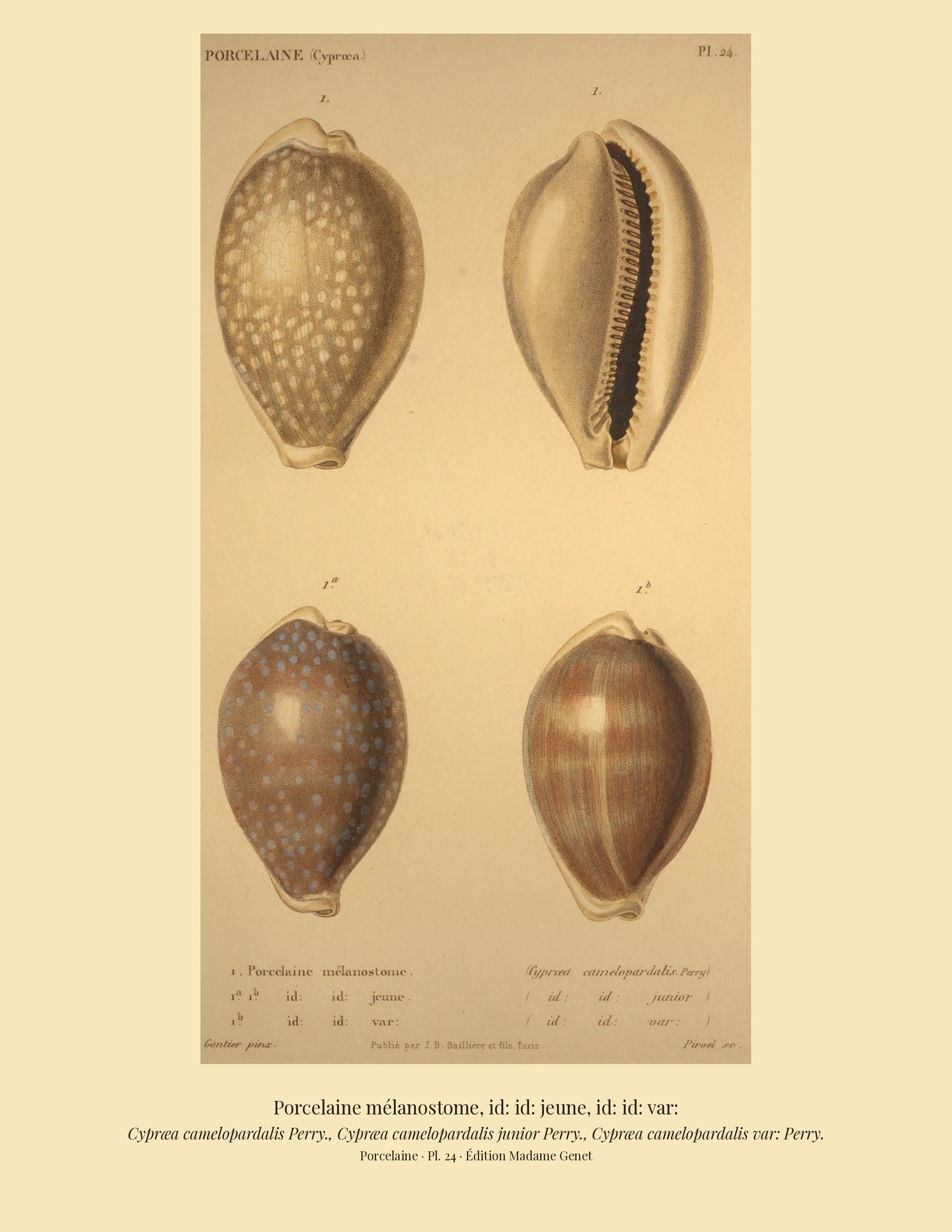 Cypræa camelopardalis, Cypræa camelopardalis junior and Cypræa camelopardalis var: — Porcelaine mélanostome, id: id: jeune and id: id: var:, hand-engraved plate 24 from Kiener, Coquilles vivantes, Paris.