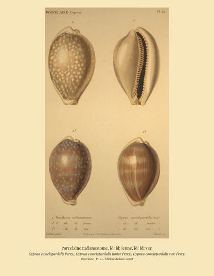 Cypræa camelopardalis, Cypræa camelopardalis junior and Cypræa camelopardalis var: — Porcelaine mélanostome, id: id: jeune and id: id: var:, hand-engraved plate 24 from Kiener, Coquilles vivantes, Paris.