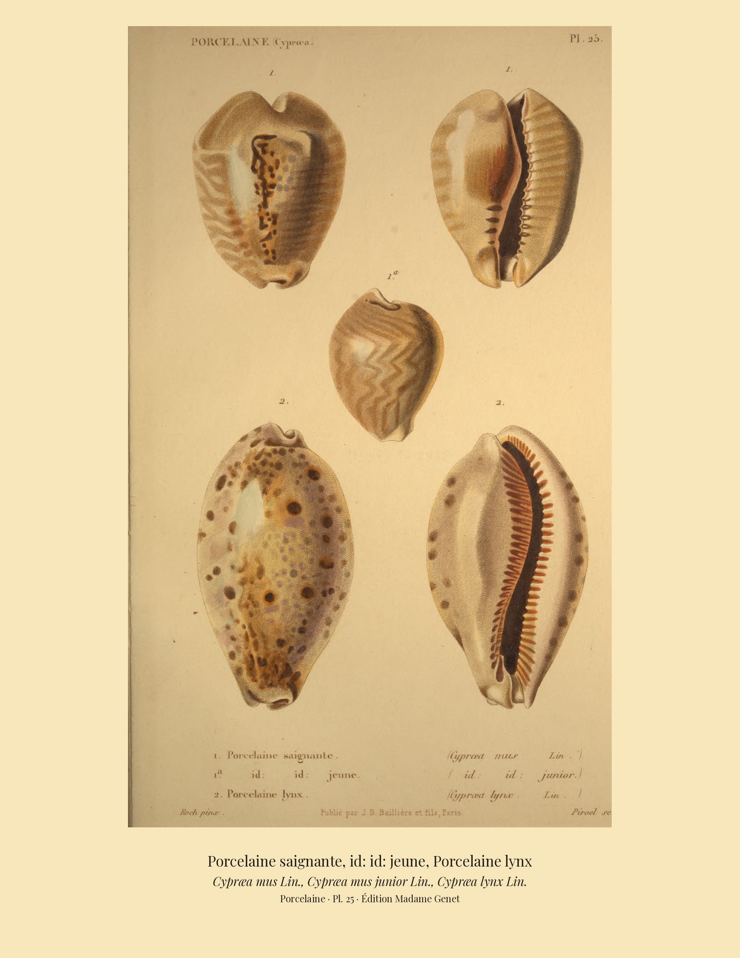 Cypræa mus, Cypræa mus junior and Cypræa lynx — Porcelaine saignante, id: id: jeune and Porcelaine lynx, hand-engraved plate 25 from Kiener, Coquilles vivantes, Paris.