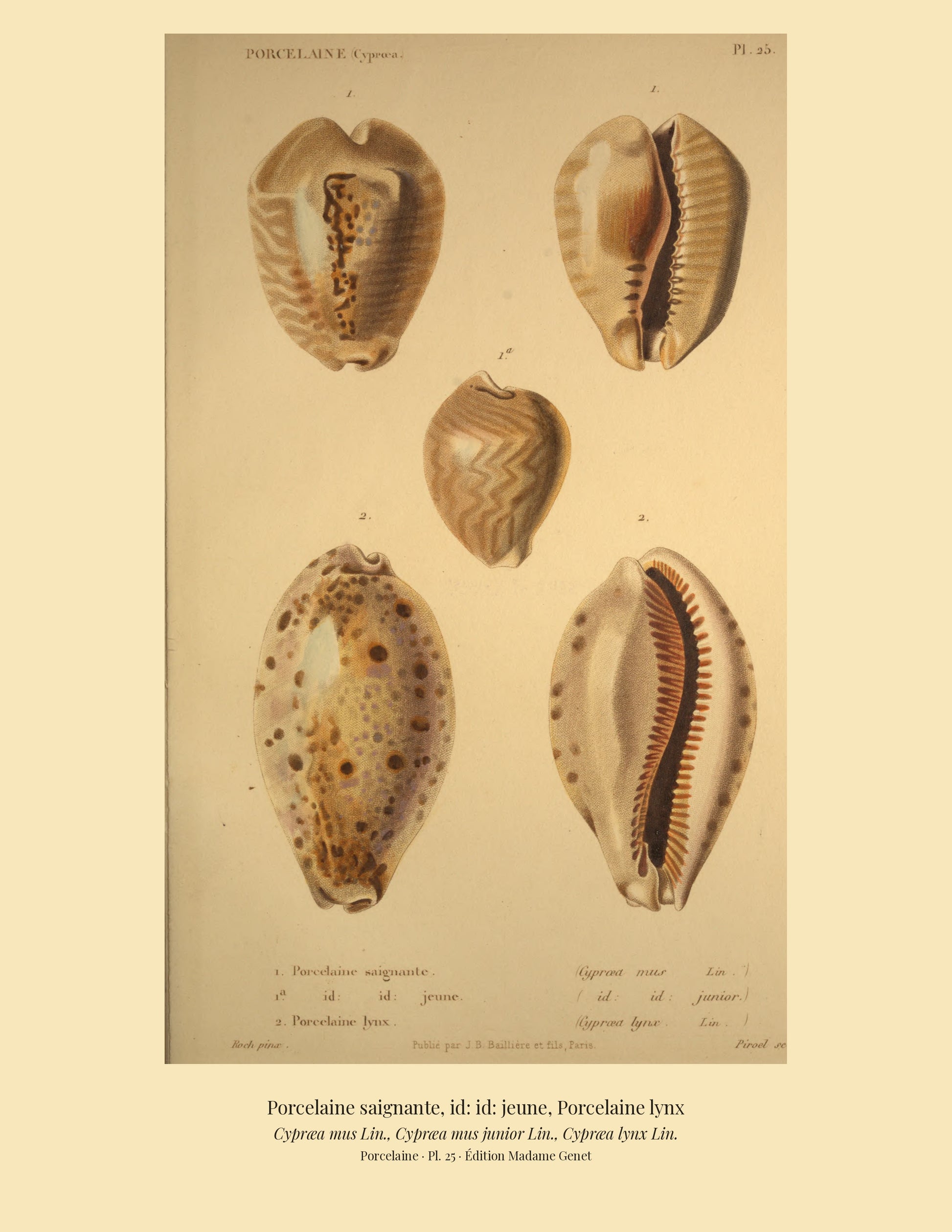 Cypræa mus, Cypræa mus junior and Cypræa lynx — Porcelaine saignante, id: id: jeune and Porcelaine lynx, hand-engraved plate 25 from Kiener, Coquilles vivantes, Paris.