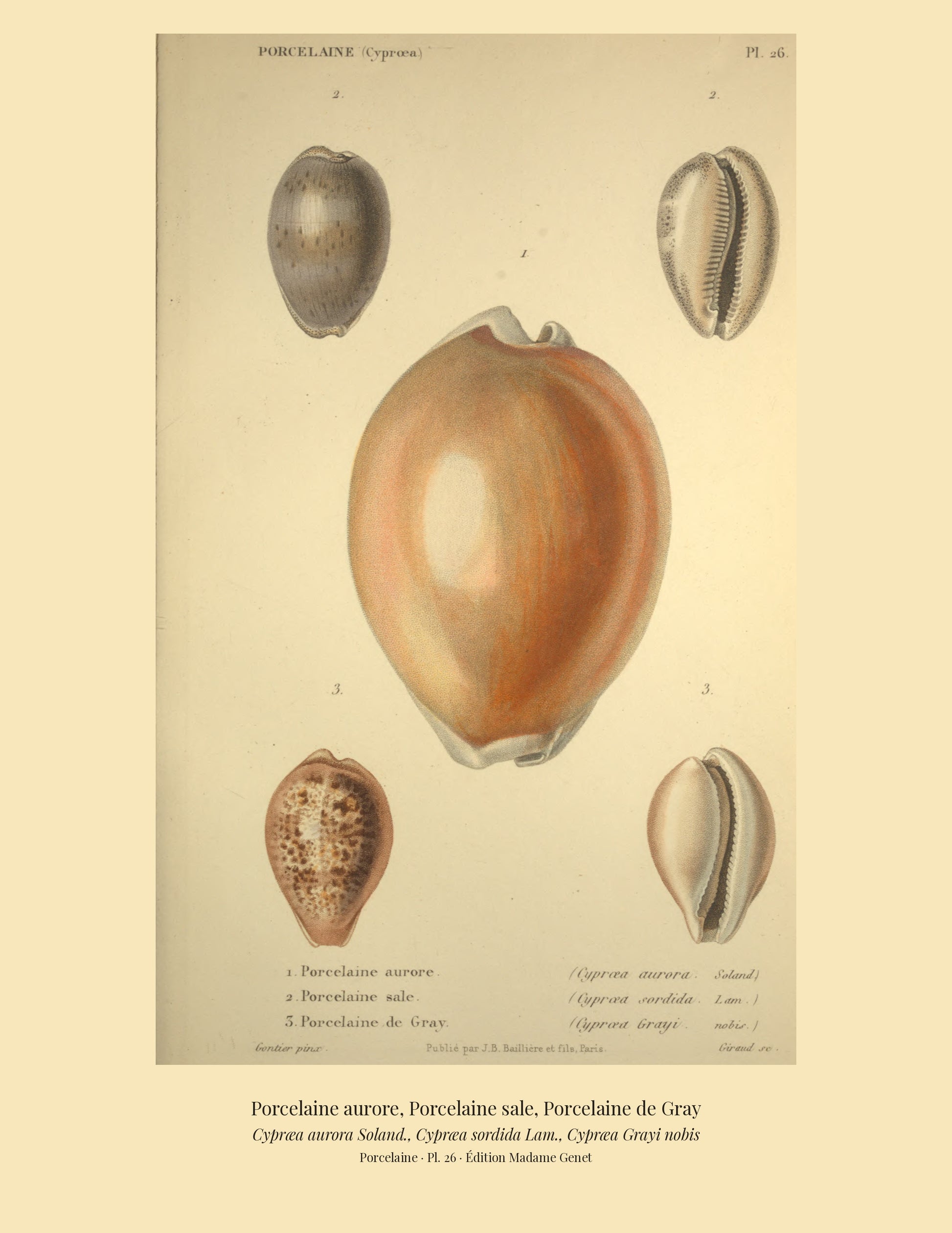 Cypræa aurora, Cypræa sordida and Cypræa Grayi — Porcelaine aurore, Porcelaine sale and Porcelaine de Gray, hand-engraved plate 26 from Kiener, Coquilles vivantes, Paris.