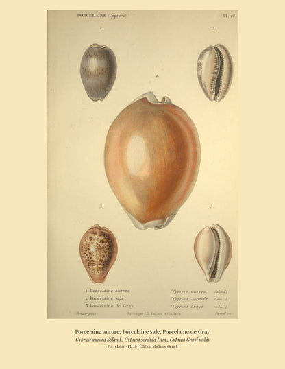 Cypræa aurora, Cypræa sordida and Cypræa Grayi — Porcelaine aurore, Porcelaine sale and Porcelaine de Gray, hand-engraved plate 26 from Kiener, Coquilles vivantes, Paris.