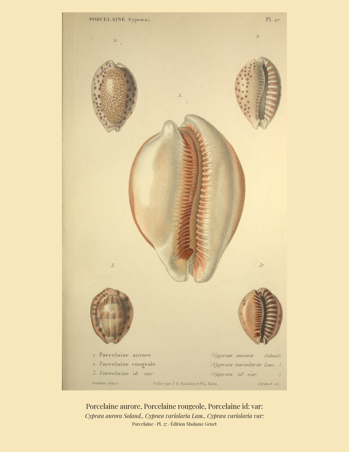 Cypræa aurora, Cypræa variolaria and Cypræa variolaria var: — Porcelaine aurore, Porcelaine rougeole and Porcelaine id: var:, hand-engraved plate 27 from Kiener, Coquilles vivantes, Paris.