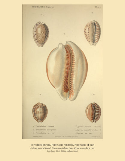 Cypræa aurora, Cypræa variolaria and Cypræa variolaria var: — Porcelaine aurore, Porcelaine rougeole and Porcelaine id: var:, hand-engraved plate 27 from Kiener, Coquilles vivantes, Paris.