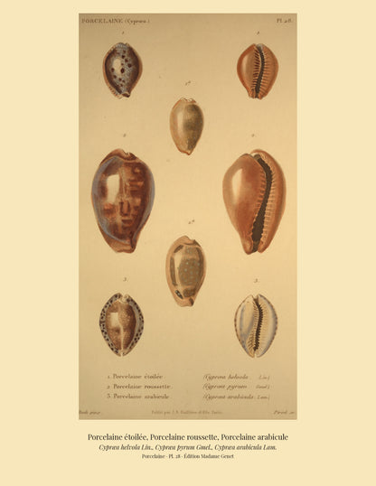Cypræa helvola, Cypræa pyrum and Cypræa arabicula — Porcelaine étoilée, Porcelaine roussette and Porcelaine arabicule, hand-engraved plate 28 from Kiener, Coquilles vivantes, Paris.