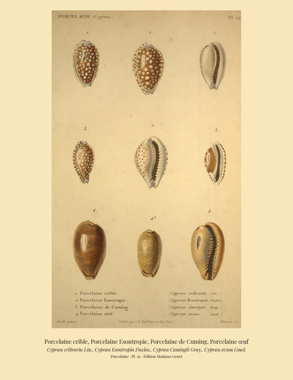 Cypræa cribraria, Cypræa Esontropia, Cypræa Cumingii and Cypræa ovum — Porcelaine crible, Porcelaine Esontropie, Porcelaine de Cuming and Porcelaine œuf, hand-engraved plate 29 from Kiener, Coquilles vivantes, Paris.