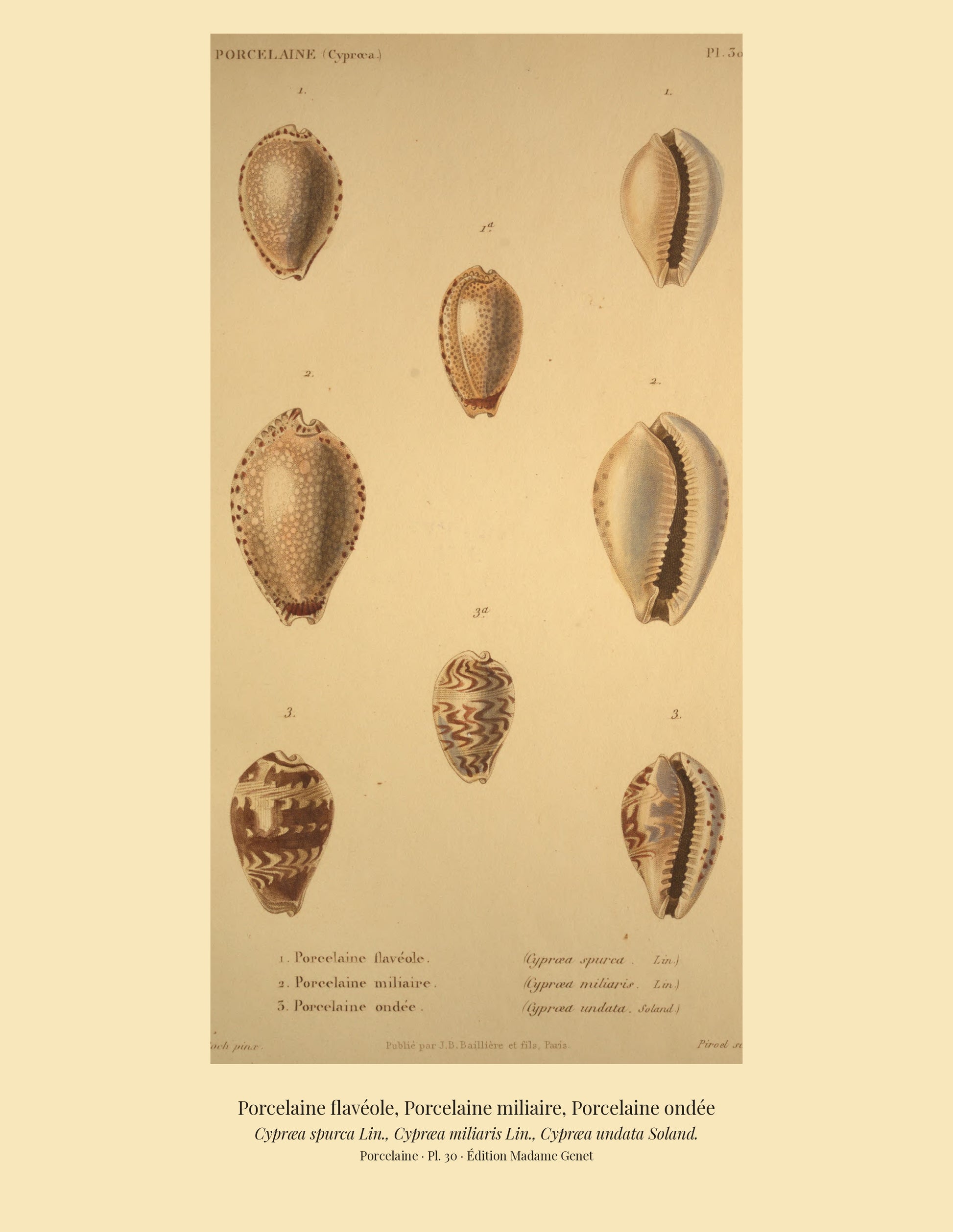 Cypræa spurca, Cypræa miliaris and Cypræa undata — Porcelaine flavéole, Porcelaine miliaire and Porcelaine ondée, hand-engraved plate 30 from Kiener, Coquilles vivantes, Paris.