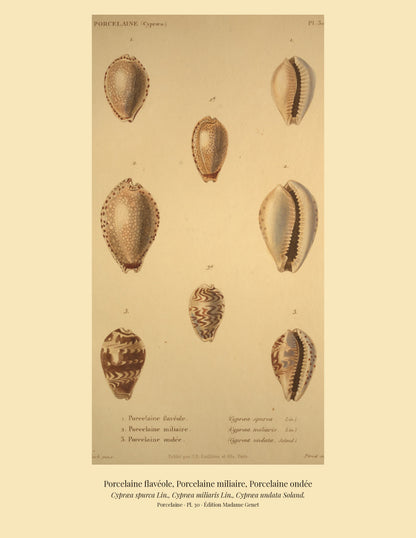 Cypræa spurca, Cypræa miliaris and Cypræa undata — Porcelaine flavéole, Porcelaine miliaire and Porcelaine ondée, hand-engraved plate 30 from Kiener, Coquilles vivantes, Paris.