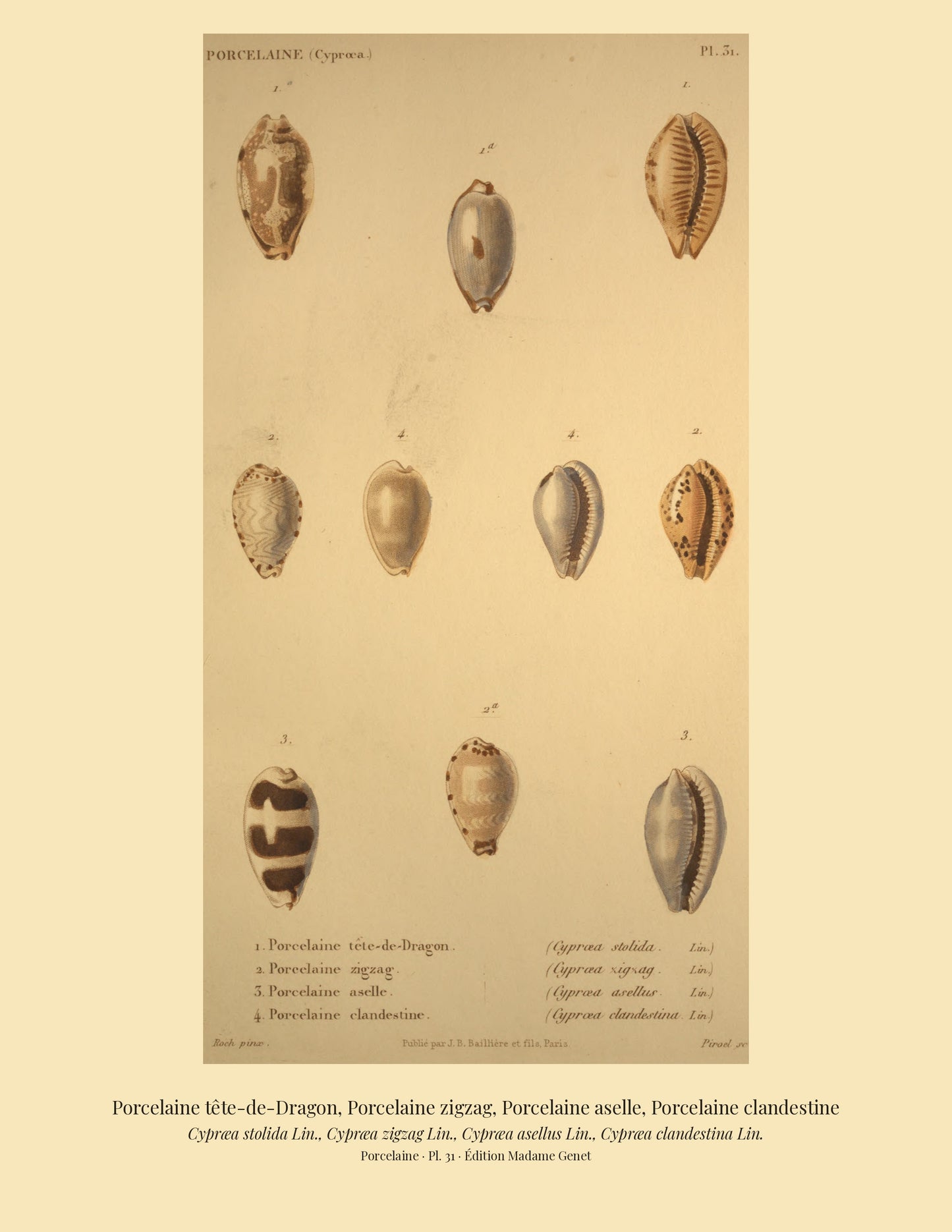 Cypræa stolida, Cypræa zigzag, Cypræa asellus and Cypræa clandestina — Porcelaine tête-de-Dragon, Porcelaine zigzag, Porcelaine aselle and Porcelaine clandestine, hand-engraved plate 31 from Kiener, Coquilles vivantes, Paris.