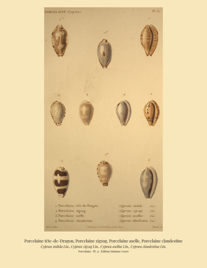 Cypræa stolida, Cypræa zigzag, Cypræa asellus and Cypræa clandestina — Porcelaine tête-de-Dragon, Porcelaine zigzag, Porcelaine aselle and Porcelaine clandestine, hand-engraved plate 31 from Kiener, Coquilles vivantes, Paris.