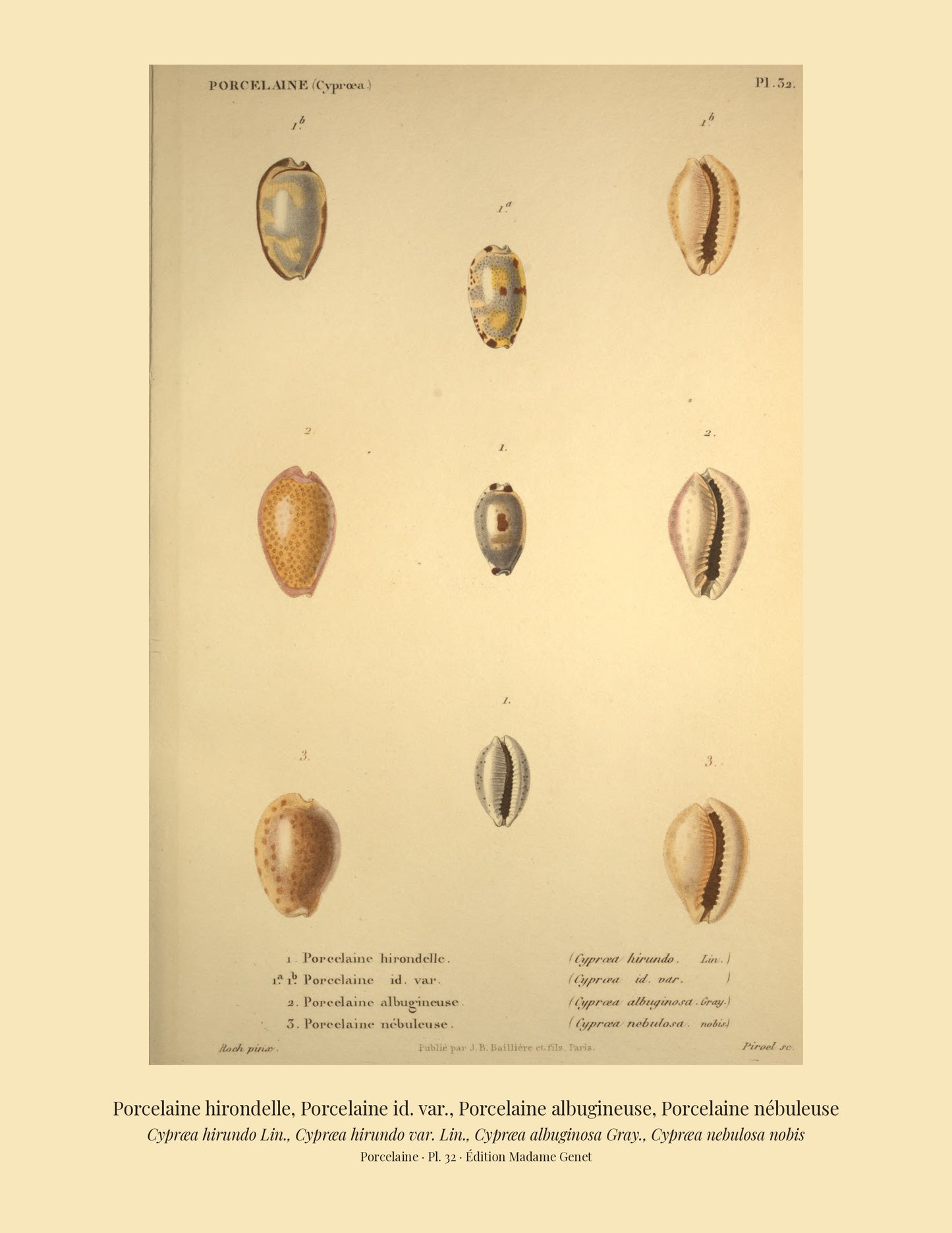 Cypræa hirundo, Cypræa hirundo var., Cypræa albuginosa and Cypræa nebulosa — Porcelaine hirondelle, Porcelaine id. var., Porcelaine albugineuse and Porcelaine nébuleuse, hand-engraved plate 32 from Kiener, Coquilles vivantes, Paris.