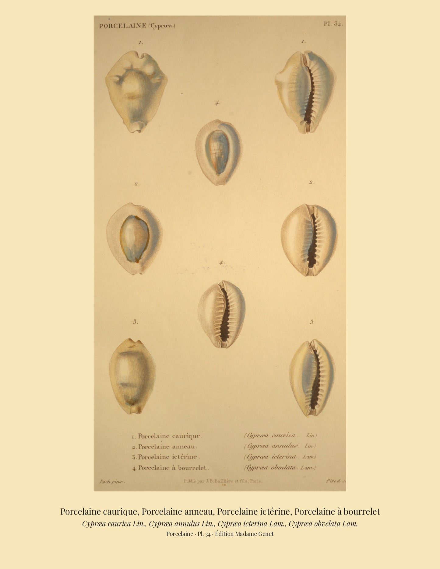 Cypræa caurica, Cypræa annulus, Cypræa icterina and Cypræa obvelata — Porcelaine caurique, Porcelaine anneau, Porcelaine ictérine and Porcelaine à bourrelet, hand-engraved plate 34 from Kiener, Coquilles vivantes, Paris.