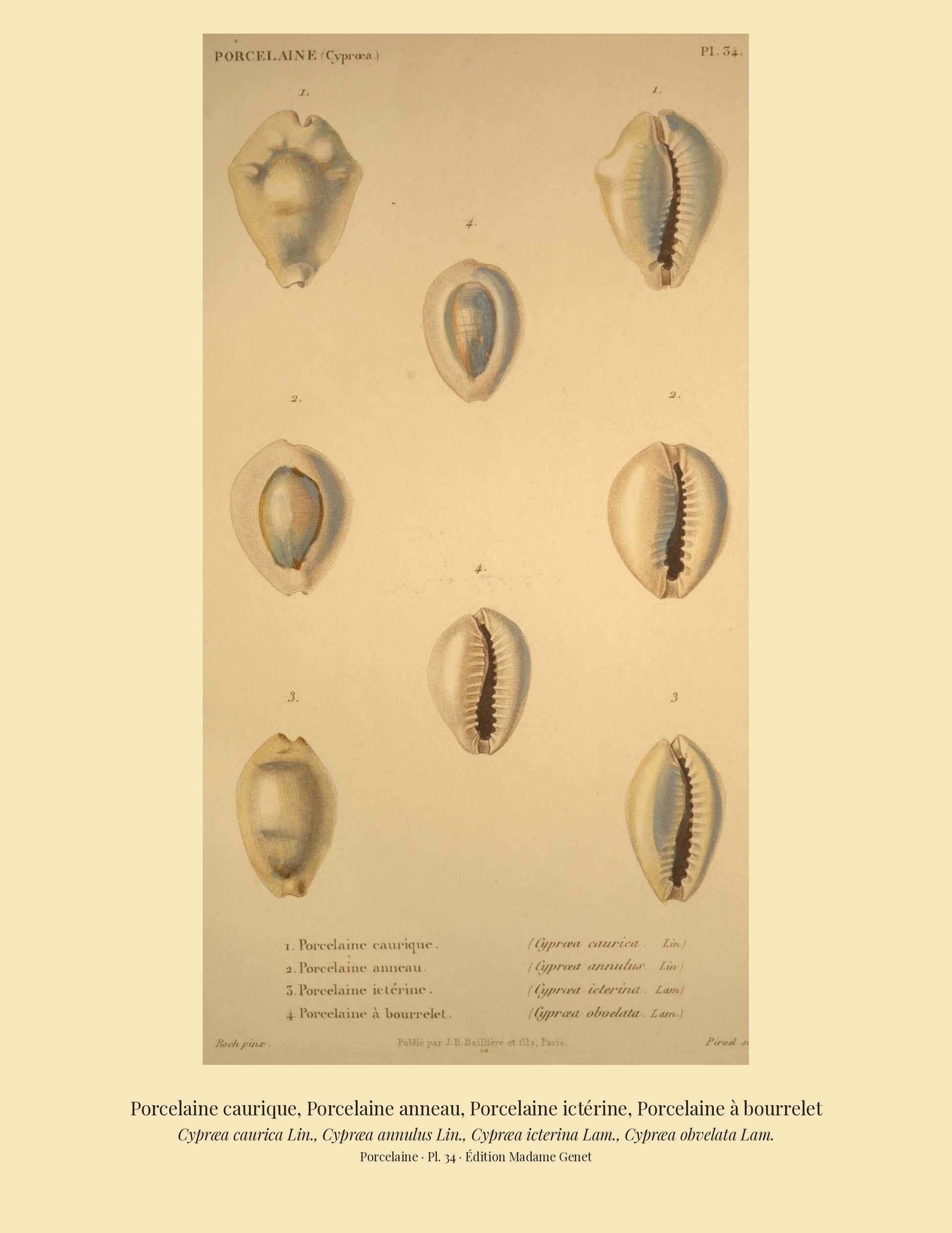 Cypræa caurica, Cypræa annulus, Cypræa icterina and Cypræa obvelata — Porcelaine caurique, Porcelaine anneau, Porcelaine ictérine and Porcelaine à bourrelet, hand-engraved plate 34 from Kiener, Coquilles vivantes, Paris.