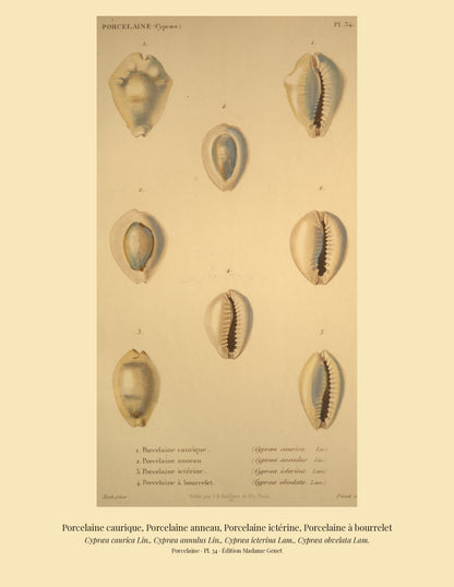 Cypræa caurica, Cypræa annulus, Cypræa icterina and Cypræa obvelata — Porcelaine caurique, Porcelaine anneau, Porcelaine ictérine and Porcelaine à bourrelet, hand-engraved plate 34 from Kiener, Coquilles vivantes, Paris.