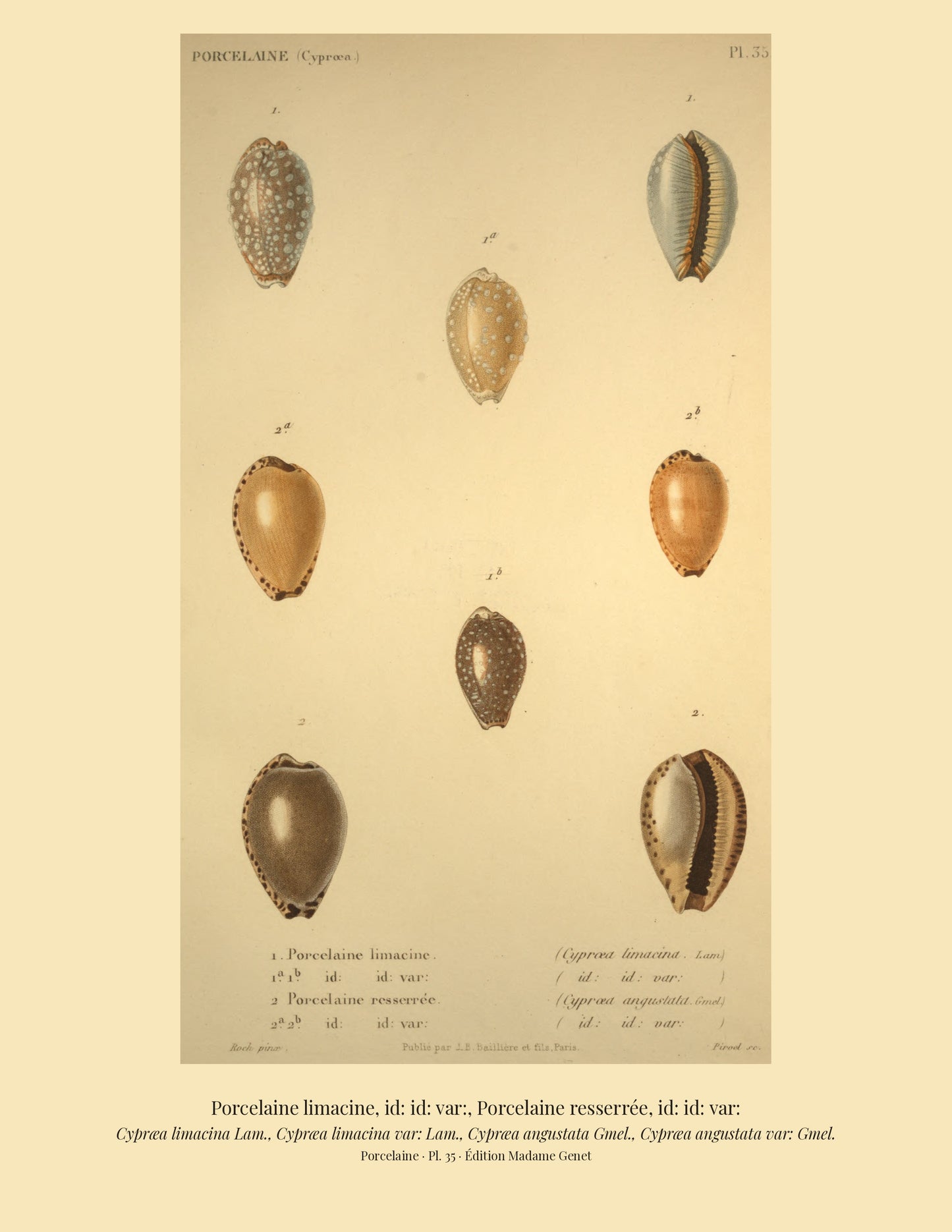 Cypræa limacina, Cypræa limacina var:, Cypræa angustata and Cypræa angustata var: — Porcelaine limacine, id: id: var:, Porcelaine resserrée and id: id: var:, hand-engraved plate 35 from Kiener, Coquilles vivantes, Paris.