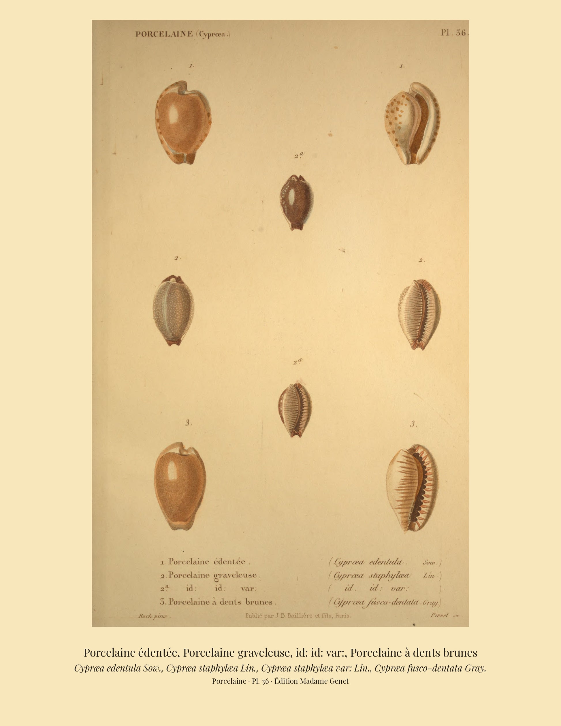 Cypræa edentula, Cypræa staphylæa, Cypræa staphylæa var: and Cypræa fusco-dentata — Porcelaine édentée, Porcelaine graveleuse, id: id: var: and Porcelaine à dents brunes, hand-engraved plate 36 from Kiener, Coquilles vivantes, Paris.