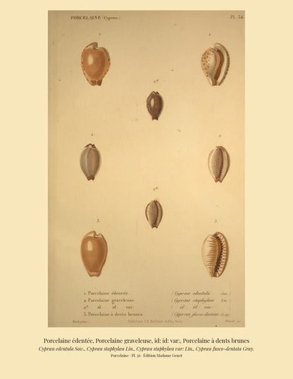 Cypræa edentula, Cypræa staphylæa, Cypræa staphylæa var: and Cypræa fusco-dentata — Porcelaine édentée, Porcelaine graveleuse, id: id: var: and Porcelaine à dents brunes, hand-engraved plate 36 from Kiener, Coquilles vivantes, Paris.
