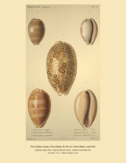 Cypræa argus, Cypræa Reevei and Cypræa carneola — Porcelaine argus, Porcelaine de Reeve and Porcelaine carnéole, hand-engraved plate 37 from Kiener, Coquilles vivantes, Paris.
