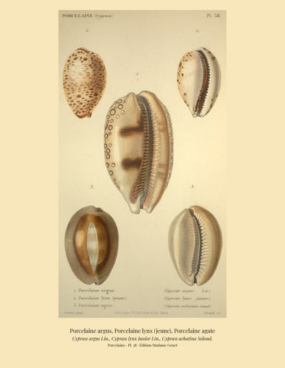 Cypræa argus, Cypræa lynx junior and Cypræa achatina — Porcelaine argus, Porcelaine lynx (jeune) and Porcelaine agate, hand-engraved plate 38 from Kiener, Coquilles vivantes, Paris.