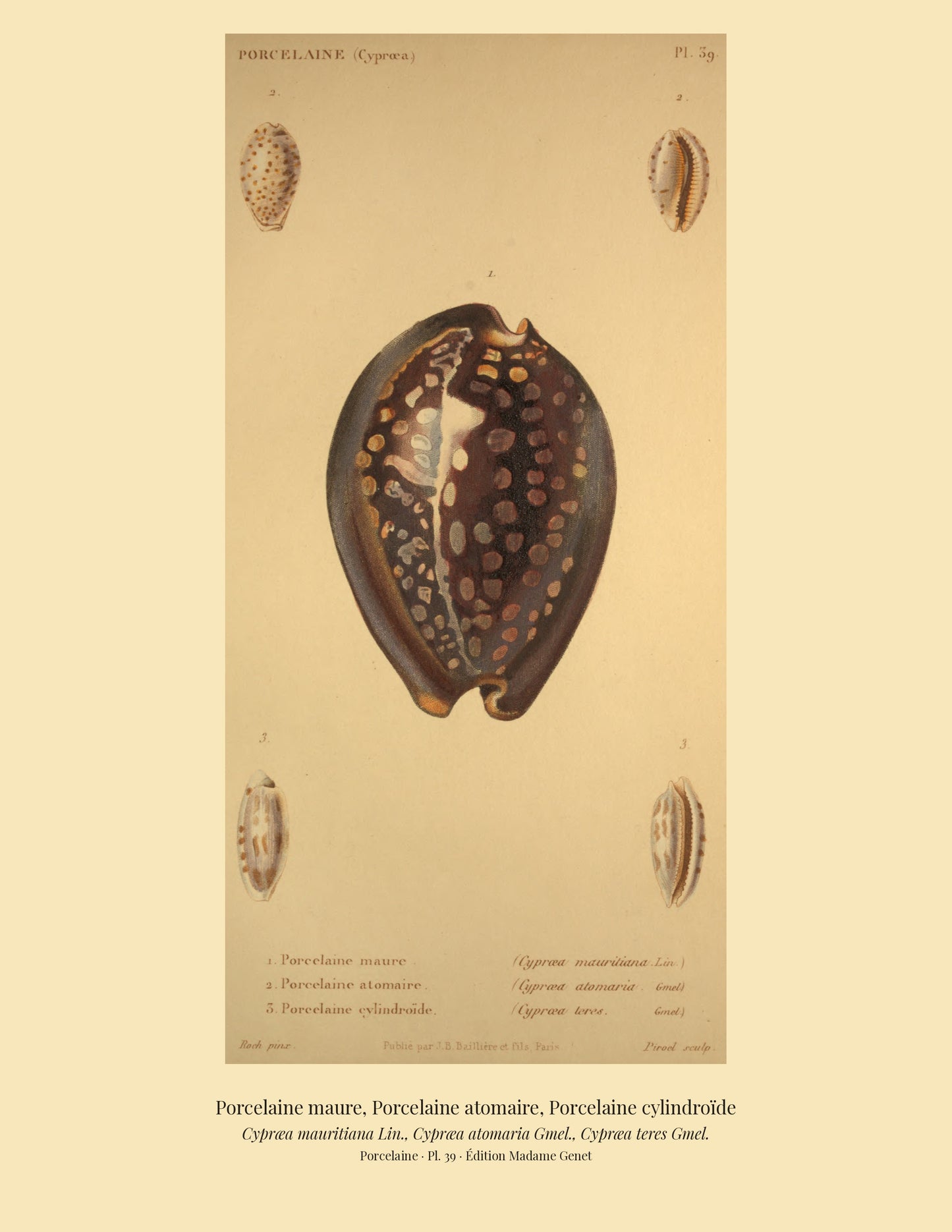 Cypræa mauritiana, Cypræa atomaria and Cypræa teres — Porcelaine maure, Porcelaine atomaire and Porcelaine cylindroïde, hand-engraved plate 39 from Kiener, Coquilles vivantes, Paris.