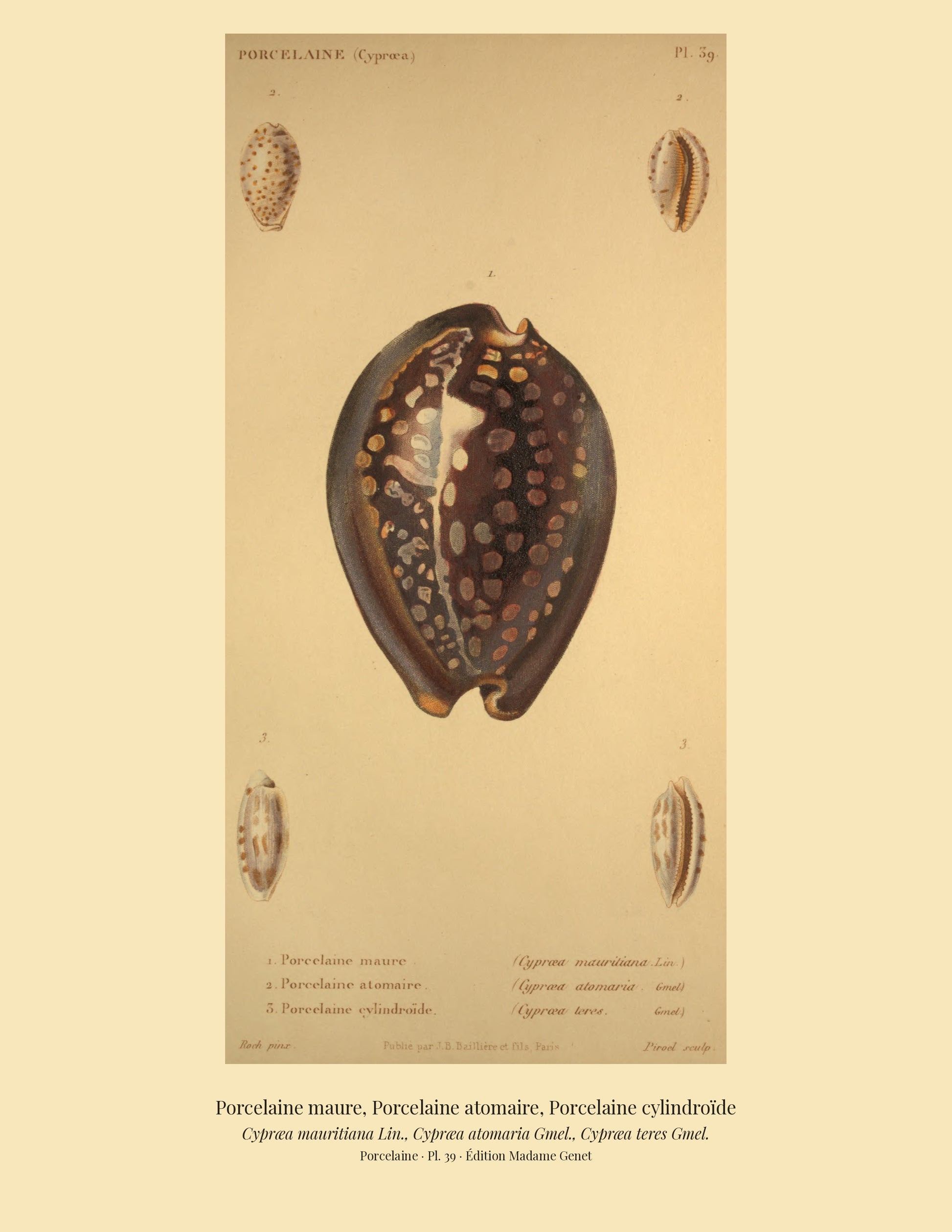 Cypræa mauritiana, Cypræa atomaria and Cypræa teres — Porcelaine maure, Porcelaine atomaire and Porcelaine cylindroïde, hand-engraved plate 39 from Kiener, Coquilles vivantes, Paris.