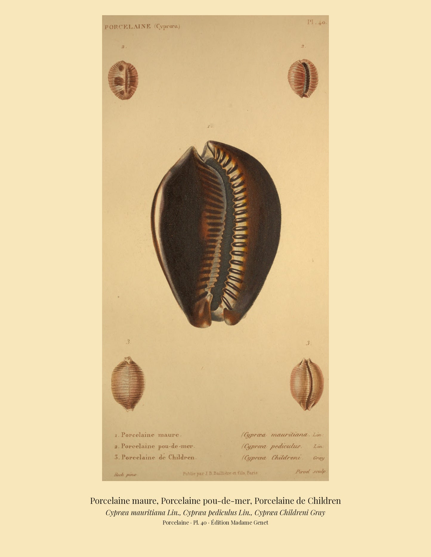 Cypræa mauritiana, Cypræa pediculus and Cypræa Childreni — Porcelaine maure, Porcelaine pou-de-mer and Porcelaine de Children, hand-engraved plate 40 from Kiener, Coquilles vivantes, Paris.