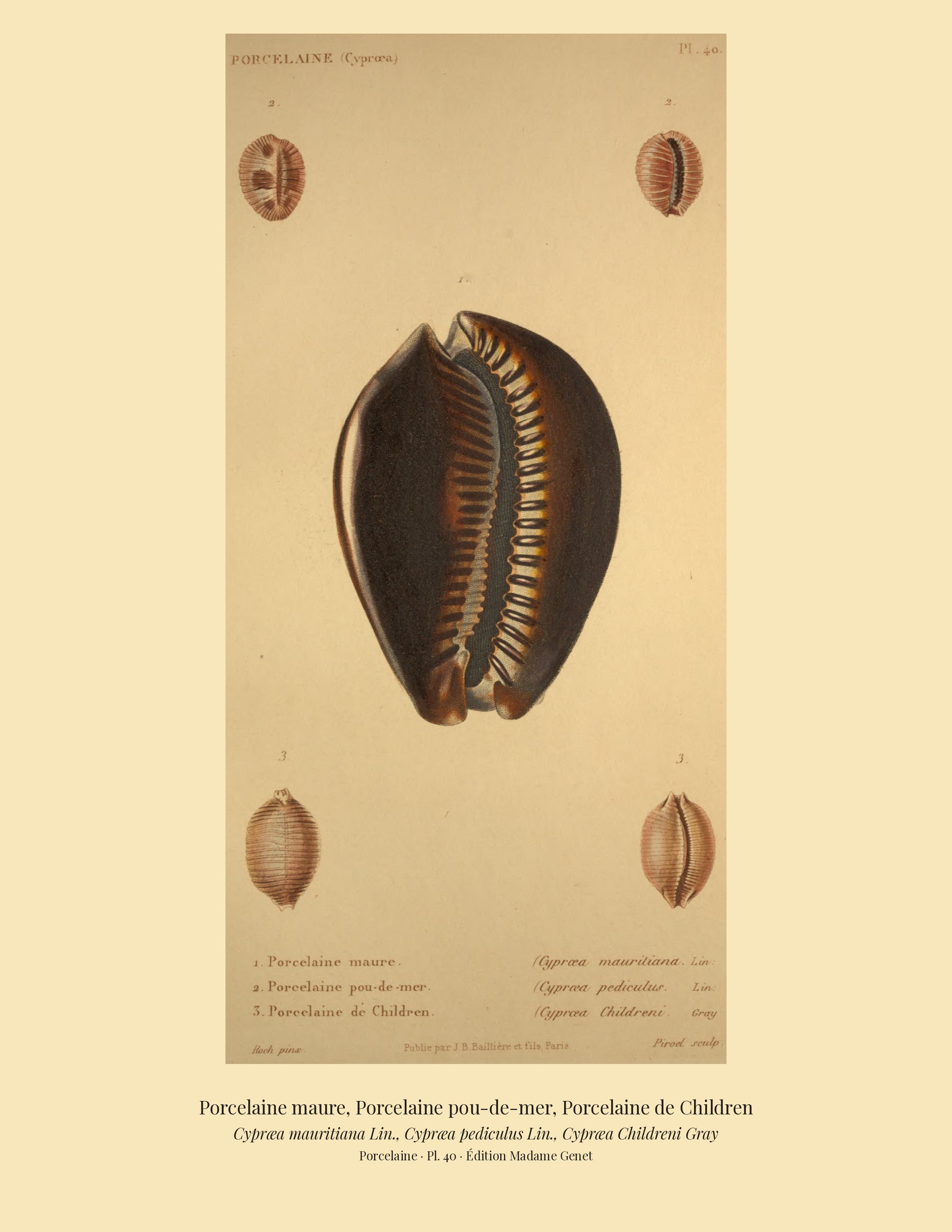 Cypræa mauritiana, Cypræa pediculus and Cypræa Childreni — Porcelaine maure, Porcelaine pou-de-mer and Porcelaine de Children, hand-engraved plate 40 from Kiener, Coquilles vivantes, Paris.