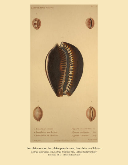 Cypræa mauritiana, Cypræa pediculus and Cypræa Childreni — Porcelaine maure, Porcelaine pou-de-mer and Porcelaine de Children, hand-engraved plate 40 from Kiener, Coquilles vivantes, Paris.
