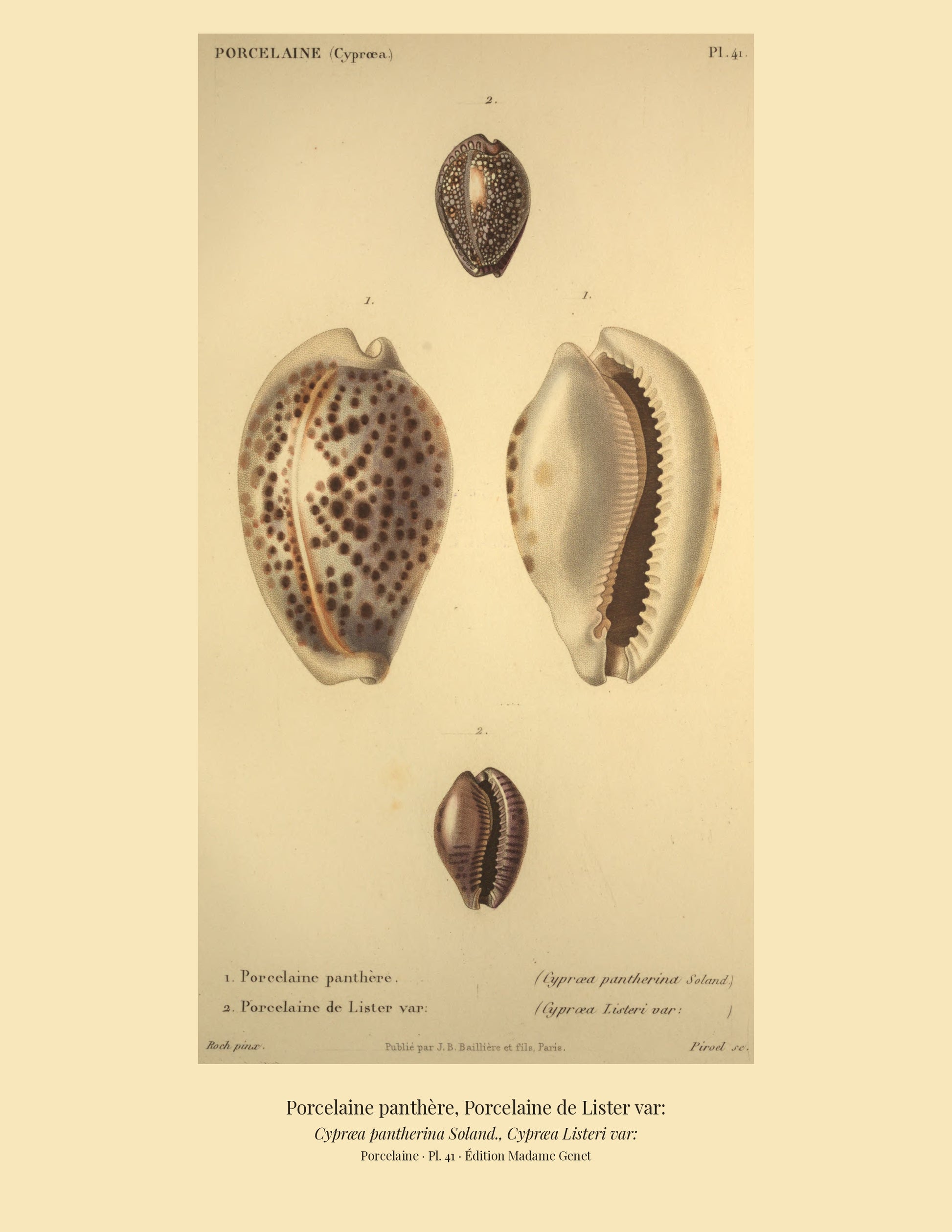 Cypræa pantherina and Cypræa Listeri var: — Porcelaine panthère and Porcelaine de Lister var:, hand-engraved plate 41 from Kiener, Coquilles vivantes, Paris.