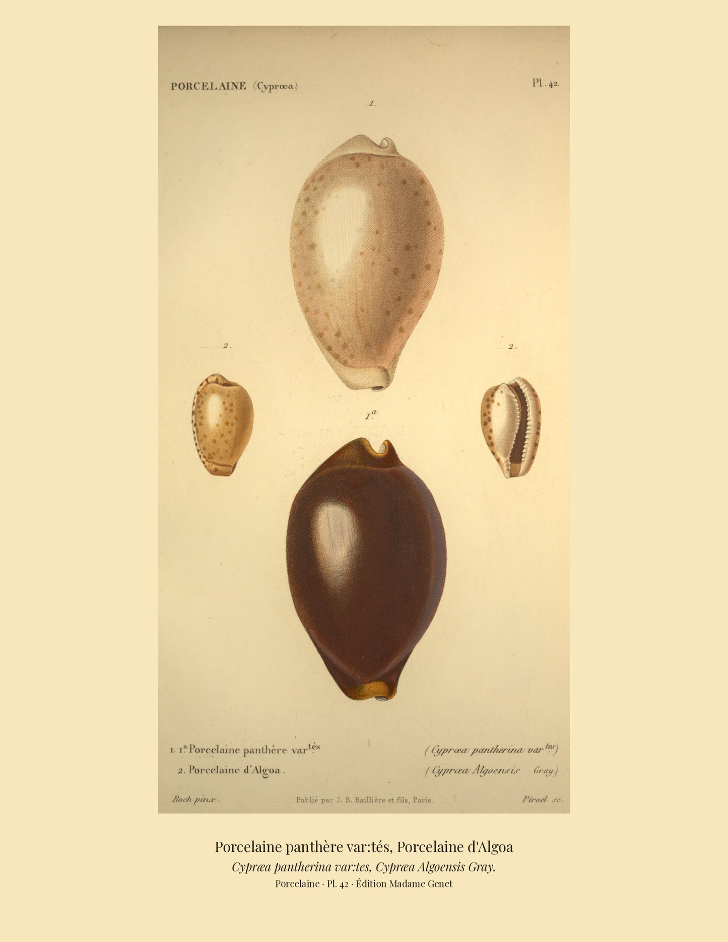 Cypræa pantherina var:tes and Cypræa Algoensis — Porcelaine panthère var:tés and Porcelaine d'Algoa, hand-engraved plate 42 from Kiener, Coquilles vivantes, Paris.
