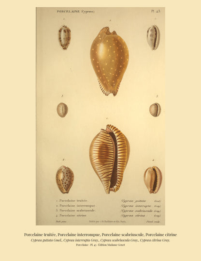 Cypræa guttata, Cypræa interrupta, Cypræa scabriuscula and Cypræa citrina — Porcelaine truitée, Porcelaine interrompue, Porcelaine scabriuscule and Porcelaine citrine, hand-engraved plate 43 from Kiener, Coquilles vivantes, Paris.