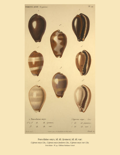 Cypræa onyx, Cypræa onyx juniores and Cypræa onyx var: — Porcelaine onyx, id. id. (jeunes) and id. id. var:, hand-engraved plate 44 from Kiener, Coquilles vivantes, Paris.